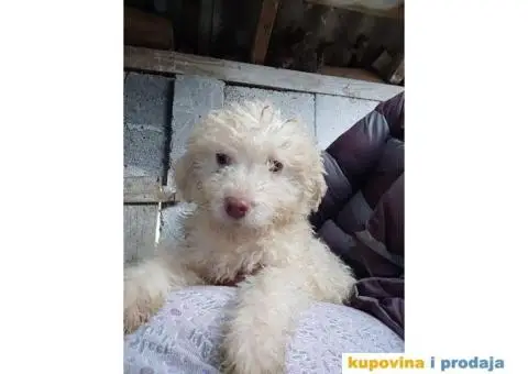 Lagoto Romanjolo - 8/13