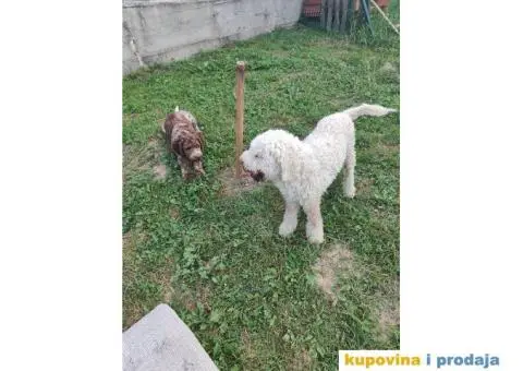 Lagoto Romanjolo - 9/13