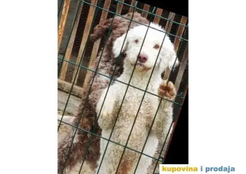 Lagoto Romanjolo - 10/13