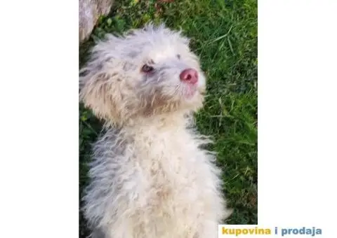 Lagoto Romanjolo - 11/13