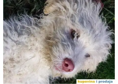 Lagoto Romanjolo - 12/13