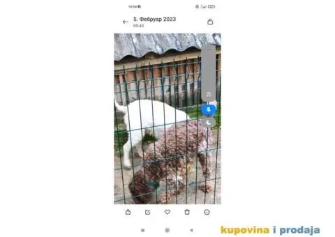 Lagoto Romanjolo - 13/13