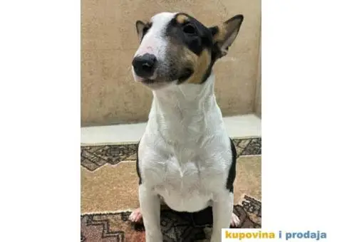 Mini Bull terijer ženka - 1/8