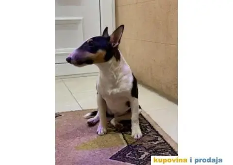 Mini Bull terijer ženka - 2/8