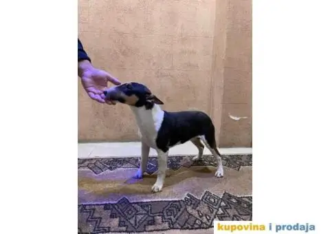 Mini Bull terijer ženka - 3/8