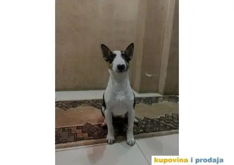 Mini Bull terijer ženka - 4/8