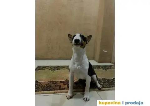 Mini Bull terijer ženka - 5/8