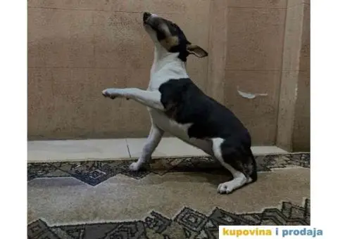 Mini Bull terijer ženka - 6/8