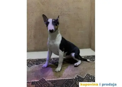 Mini Bull terijer ženka - 7/8