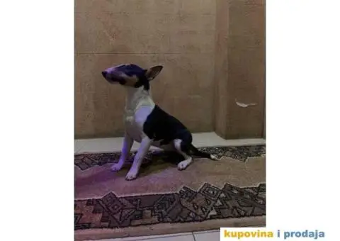 Mini Bull terijer ženka - 8/8