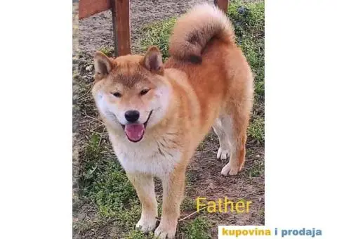 Šiba Inu štenci - 1/9