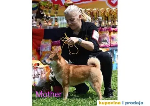 Šiba Inu štenci - 2/9