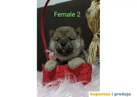 Šiba Inu štenci - 3/9