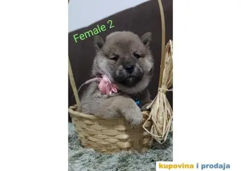 Šiba Inu štenci - 4/9