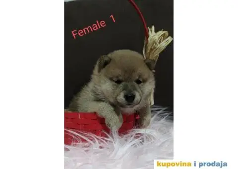 Šiba Inu štenci - 5/9