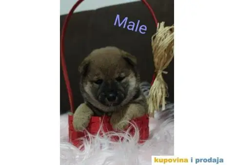 Šiba Inu štenci - 6/9