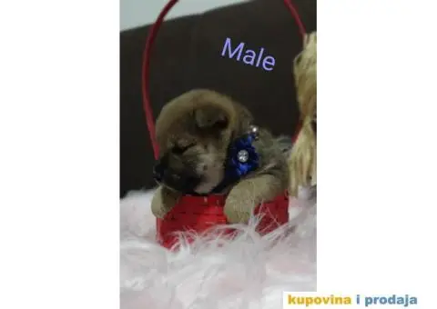 Šiba Inu štenci - 7/9