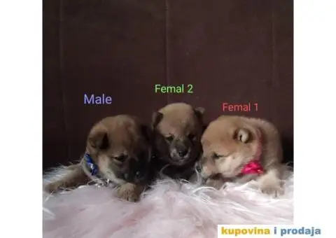 Šiba Inu štenci - 8/9