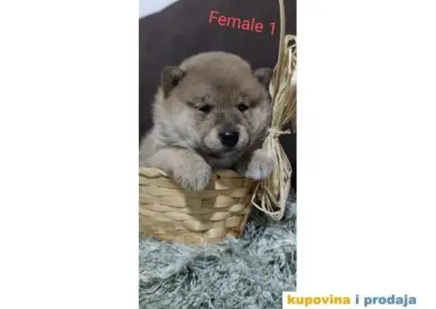 Šiba Inu štenci - 9/9