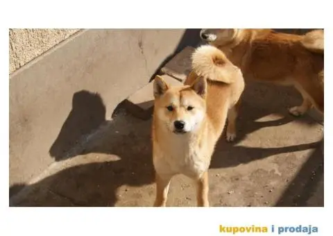 Shiba inu stenci - 1/4