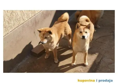 Shiba inu stenci - 3/4