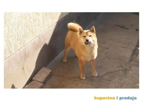 Shiba inu stenci - 4/4