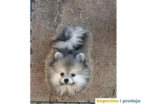 Pomeranski Špic PRELEPI štenci - 1/6