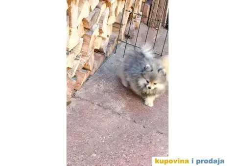 Pomeranski Špic PRELEPI štenci - 2/6