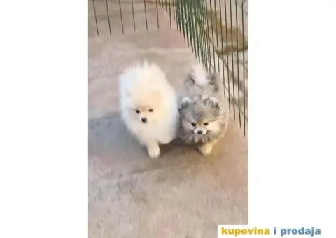 Pomeranski Špic PRELEPI štenci - 3/6
