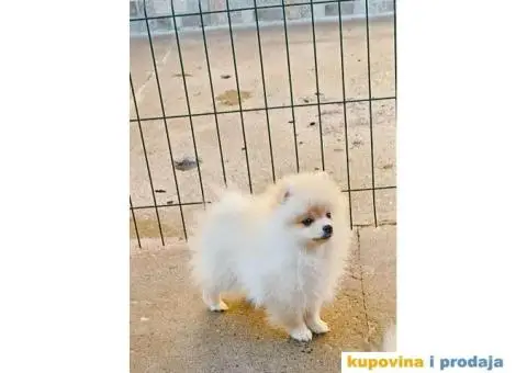 Pomeranski Špic PRELEPI štenci - 4/6