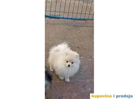 Pomeranski Špic PRELEPI štenci - 5/6