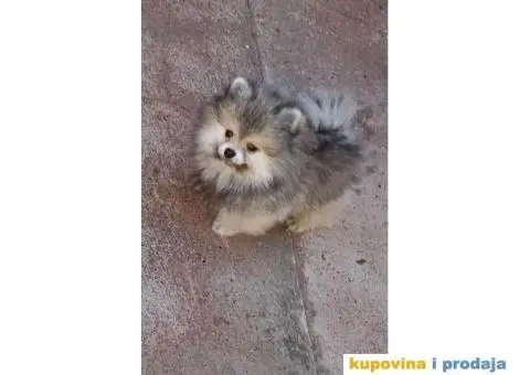 Pomeranski Špic PRELEPI štenci - 6/6
