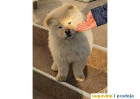 Čau-čau štenci - 1/7