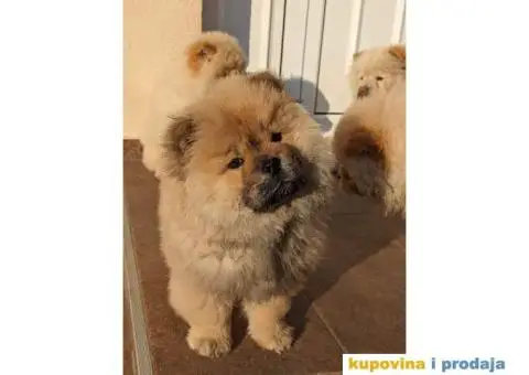 Čau-čau štenci - 2/7