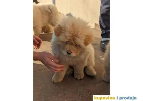 Čau-čau štenci - 3/7