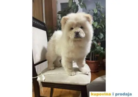 Čau-čau štenci - 4/7