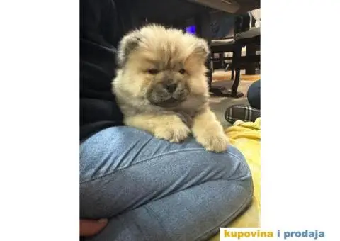 Čau-čau štenci - 5/7