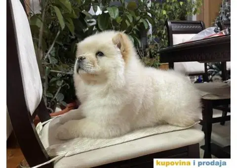 Čau-čau štenci - 6/7