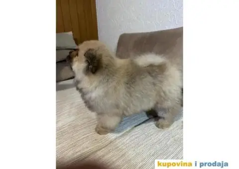 Čau-čau štenci - 7/7