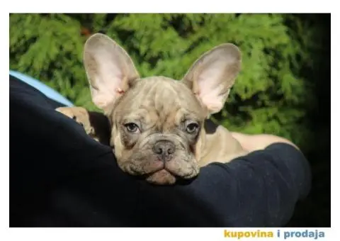 Egzotični Francuski Buldog štenci - 1/14