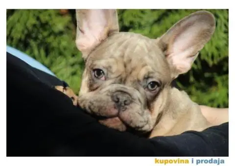Egzotični Francuski Buldog štenci - 3/14
