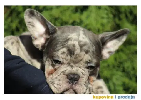 Egzotični Francuski Buldog štenci - 4/14