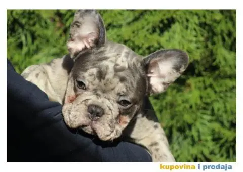Egzotični Francuski Buldog štenci - 5/14