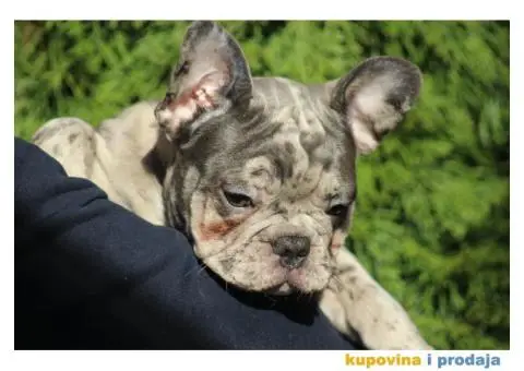 Egzotični Francuski Buldog štenci - 6/14