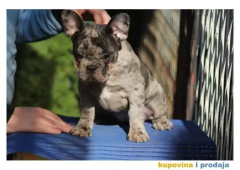 Egzotični Francuski Buldog štenci - 7/14