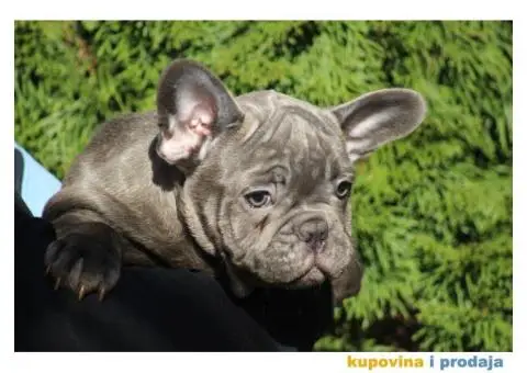 Egzotični Francuski Buldog štenci - 8/14
