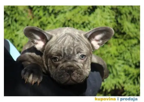 Egzotični Francuski Buldog štenci - 9/14