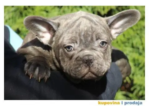 Egzotični Francuski Buldog štenci - 10/14