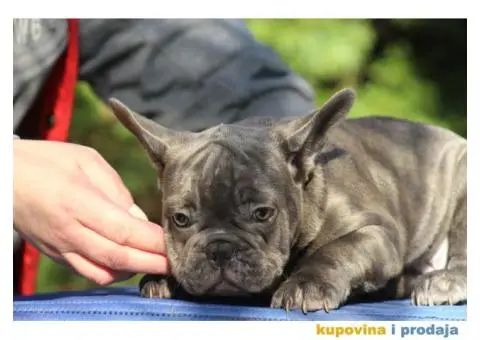 Egzotični Francuski Buldog štenci - 11/14