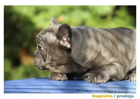 Egzotični Francuski Buldog štenci - 12/14